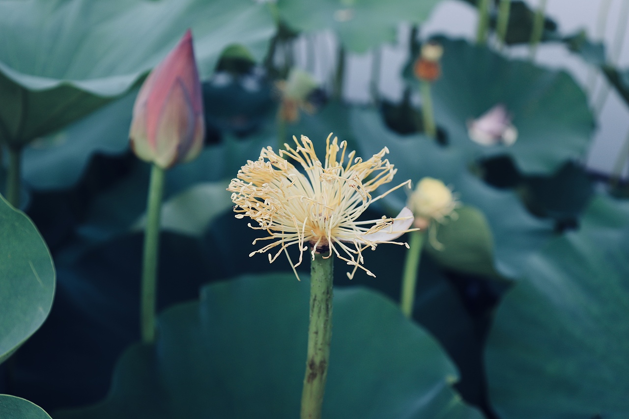 摄影-漫画里的夏天