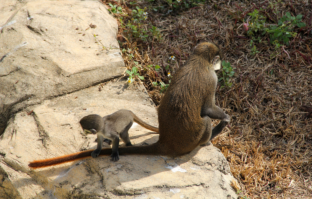 万物可爱（图ZMTk5OTY3NjIw） - 宠物摄影 - 站酷设计师小红帽JN原创素材 - 站酷ZCOOL