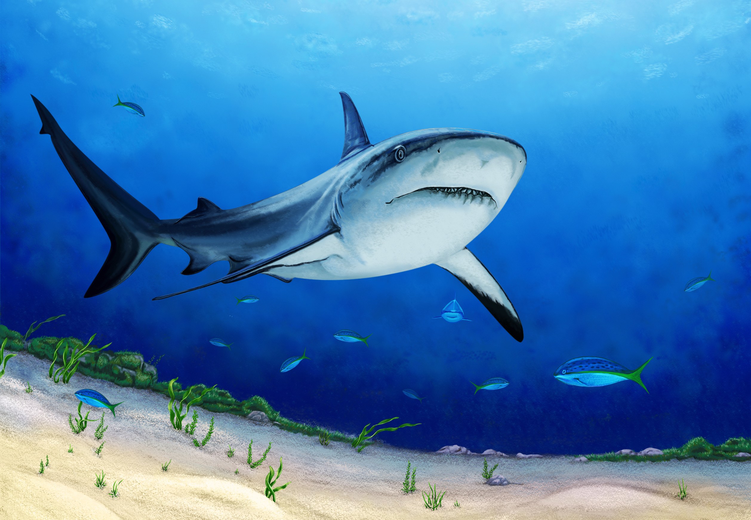 每日壁纸: 北大西洋亚速尔群岛附近的大青鲨 - 自习
