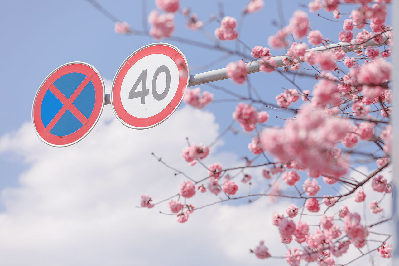 櫻花??盛開（圖ZMjk5MzM5MjEy） - 風光攝影 - 站酷設計師chao666原創(chuàng)素材 - 站酷ZCOOL