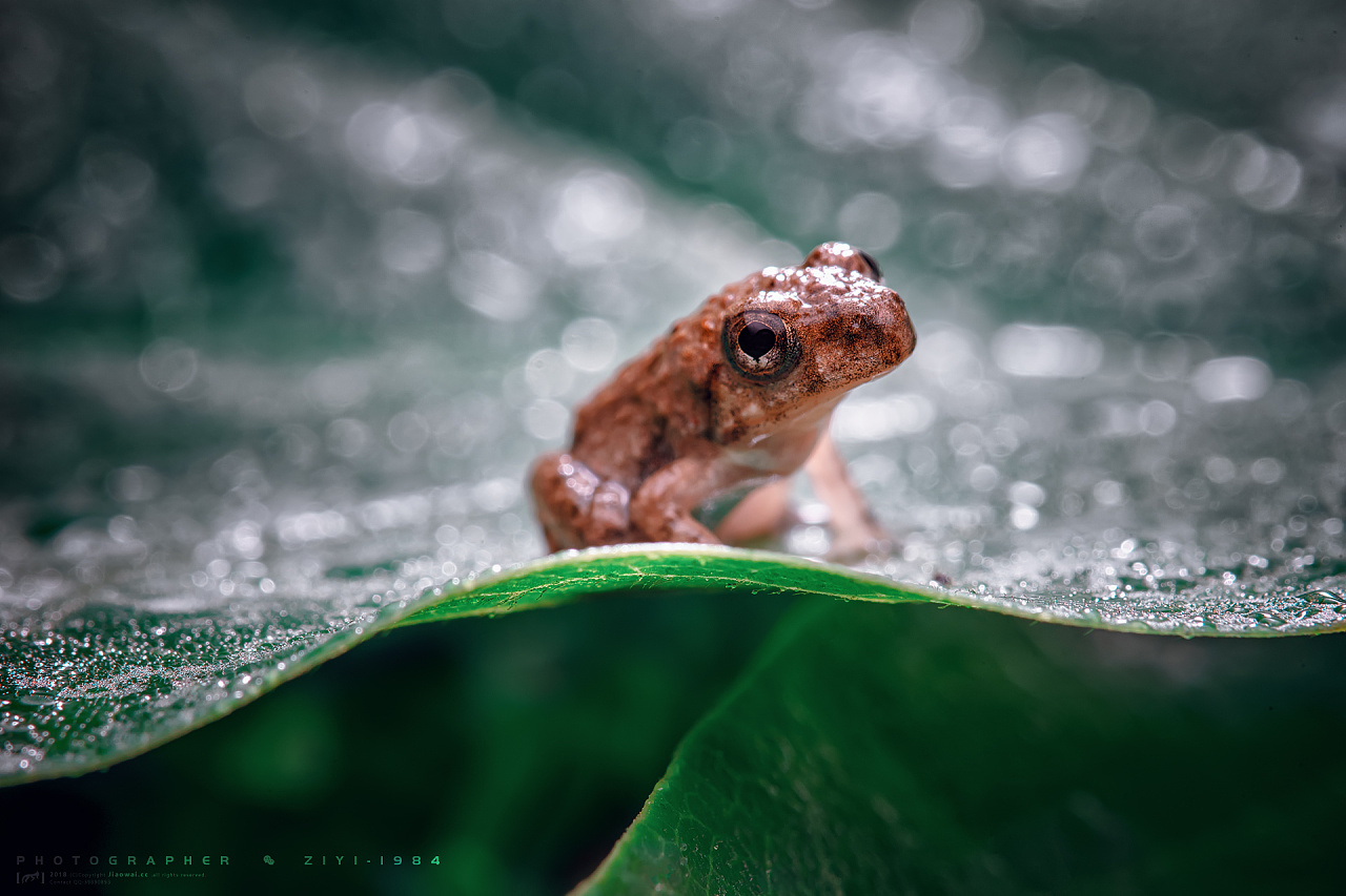 青蛙 物种 野生动物 - Pixabay上的免费照片 - Pixabay