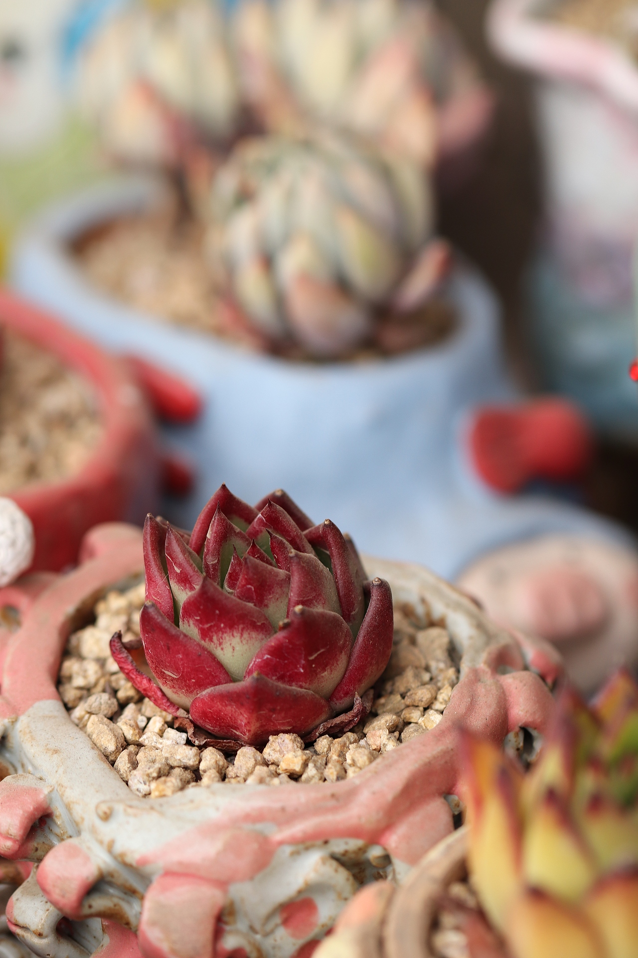 多肉（图ZMjU3MTM2NDQw） - 其他摄影 - 站酷设计师生活可爱原创素材 - 站酷ZCOOL