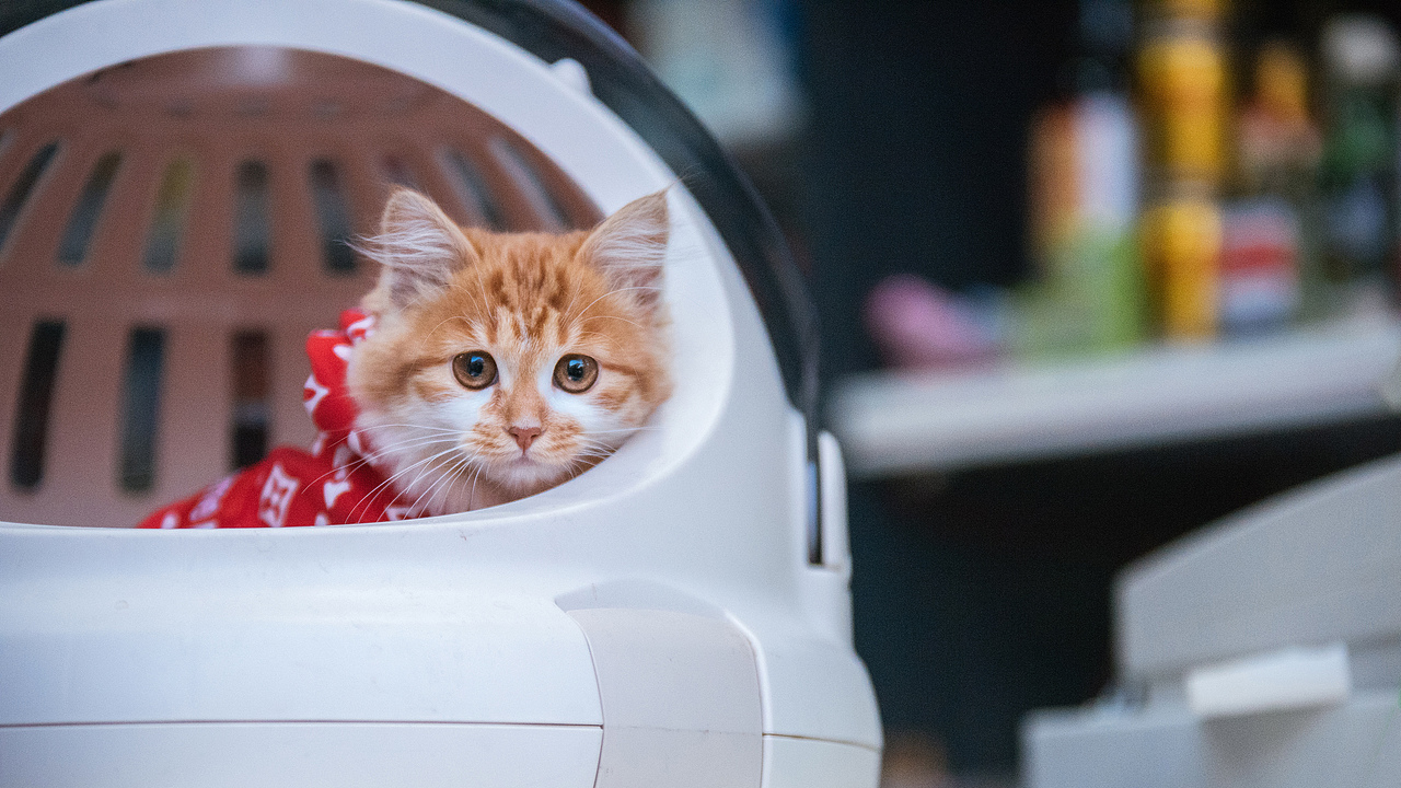 Farewell 2018【克查原创作品30】（图ZMTQwMTY0NTQ0） - 宠物摄影 - 站酷设计师克查原创素材 - 站酷ZCOOL