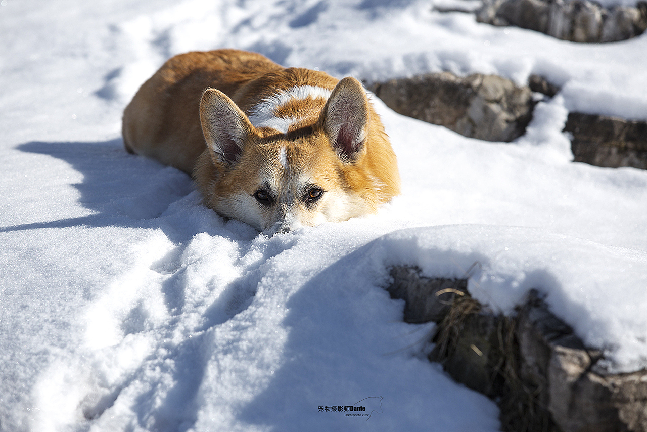 高尔夫球场雪景柯基