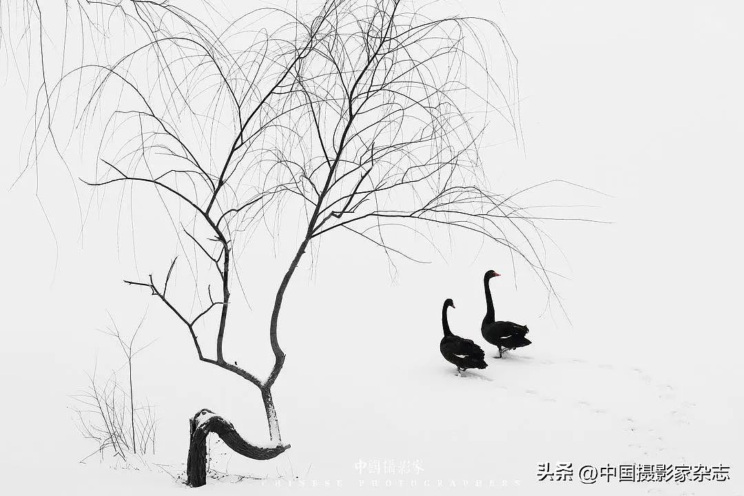 苏向东版画作品“雪地里的树和黑天鹅”