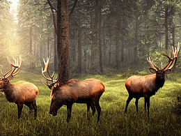 #AI創(chuàng)作實(shí)驗(yàn)室#森林里的麋鹿