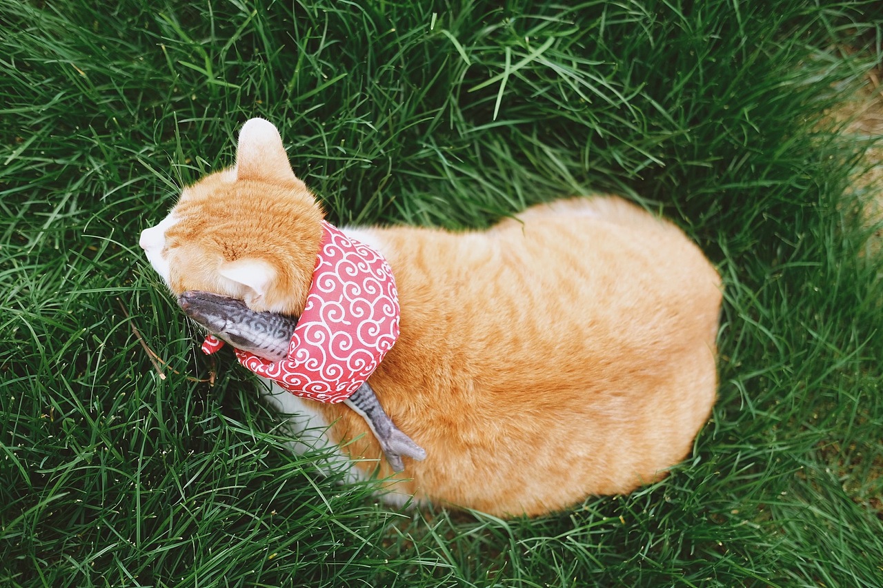 宠物摄影/春游踏青去啦~