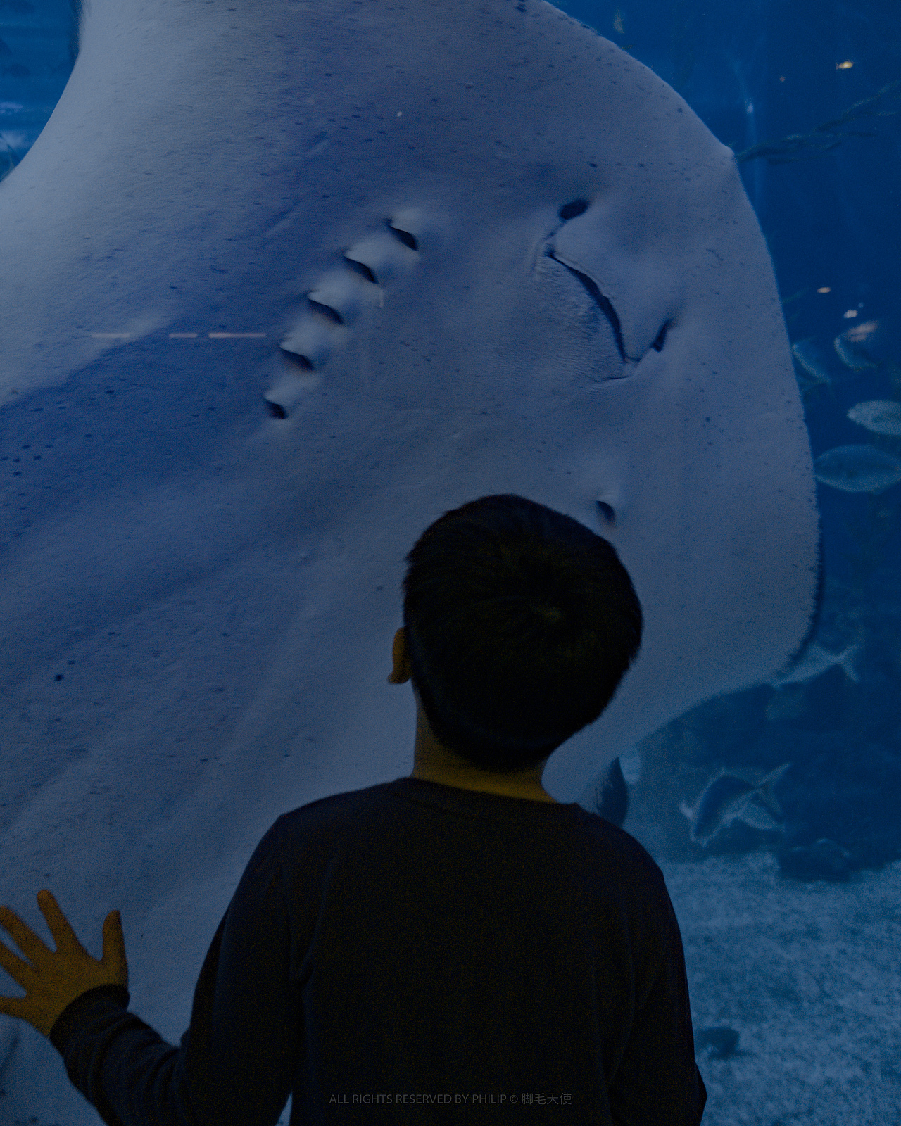 深海遨游 温柔沉溺