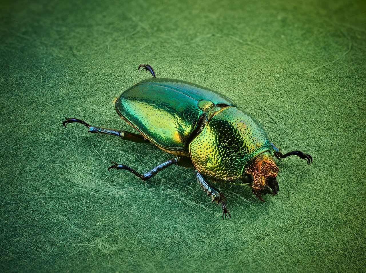 印尼雨林金锹甲,雌性