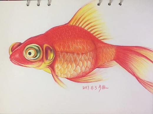 彩铅_金鱼