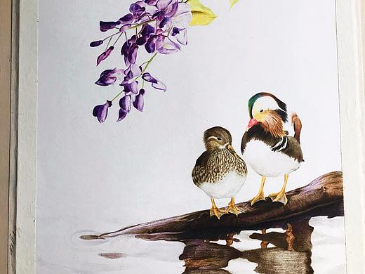 彩铅练习-鸳鸯（个人主页-ZMzMyNjIzMjg=） - 创作习作 - 站酷设计师小妖0317原创素材 - 站酷ZCOOL