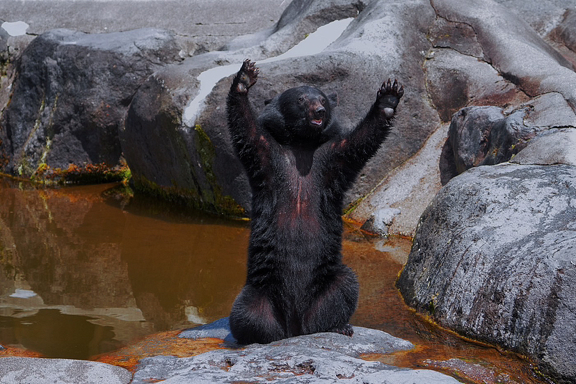 飛騨高山|奥飛騨クマ牧場