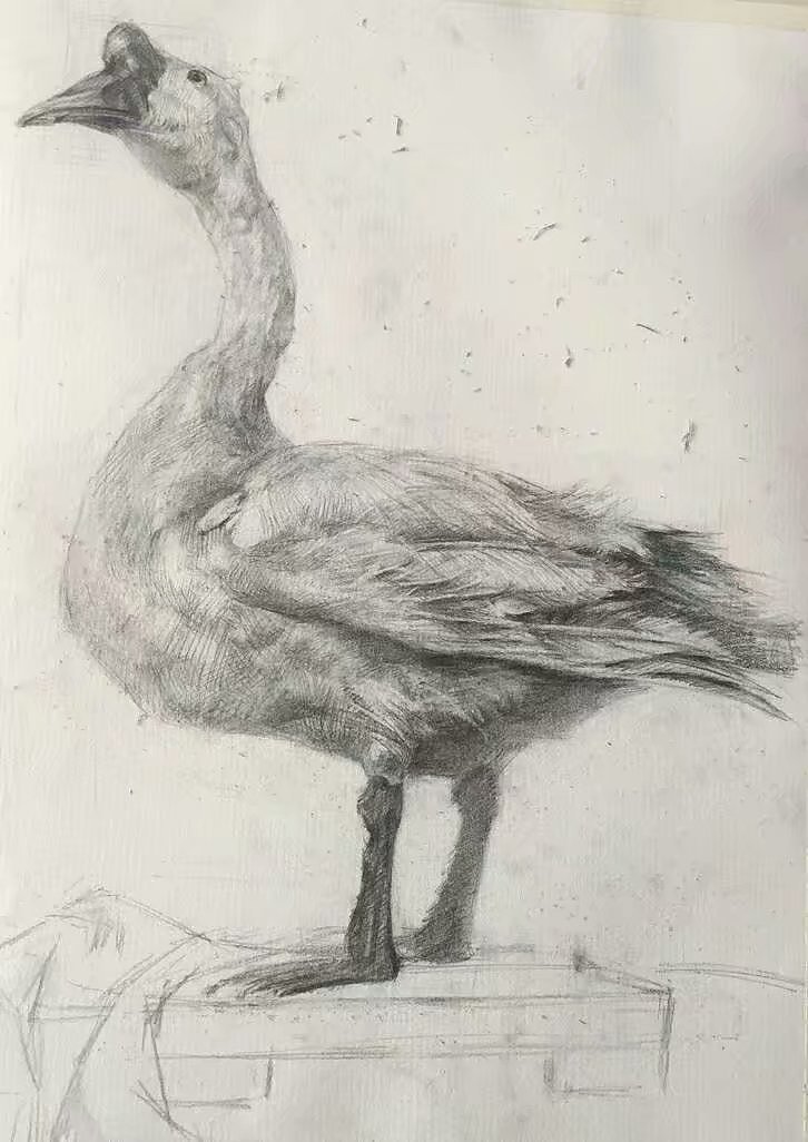 大白鹅静物素描头像