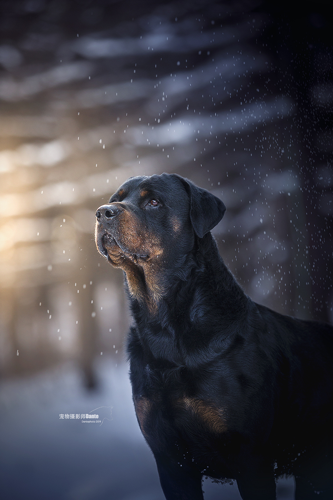 罗威纳 法牛雪景 - 原创作品 - 站酷(zcool)