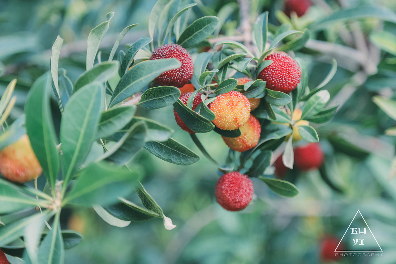 杨梅日渐成熟,等待六月