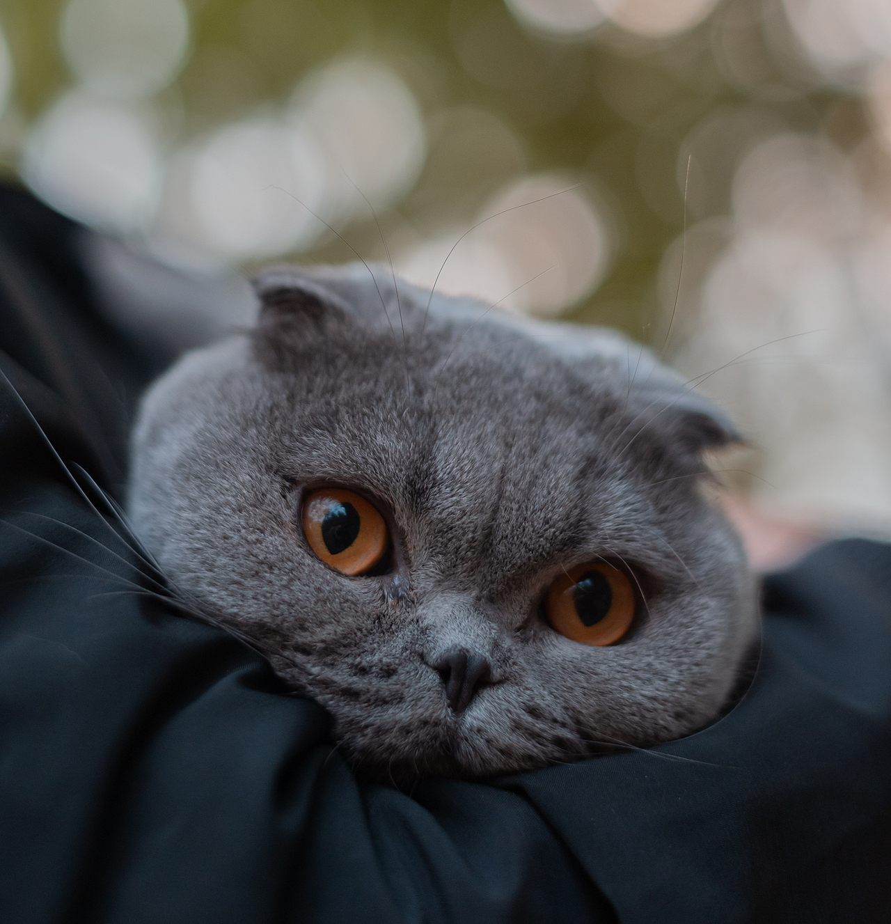 折耳猫的户外探险（图ZMTgyNjgzMzMy） - 宠物摄影 - 站酷设计师小酒遇见猫原创素材 - 站酷ZCOOL