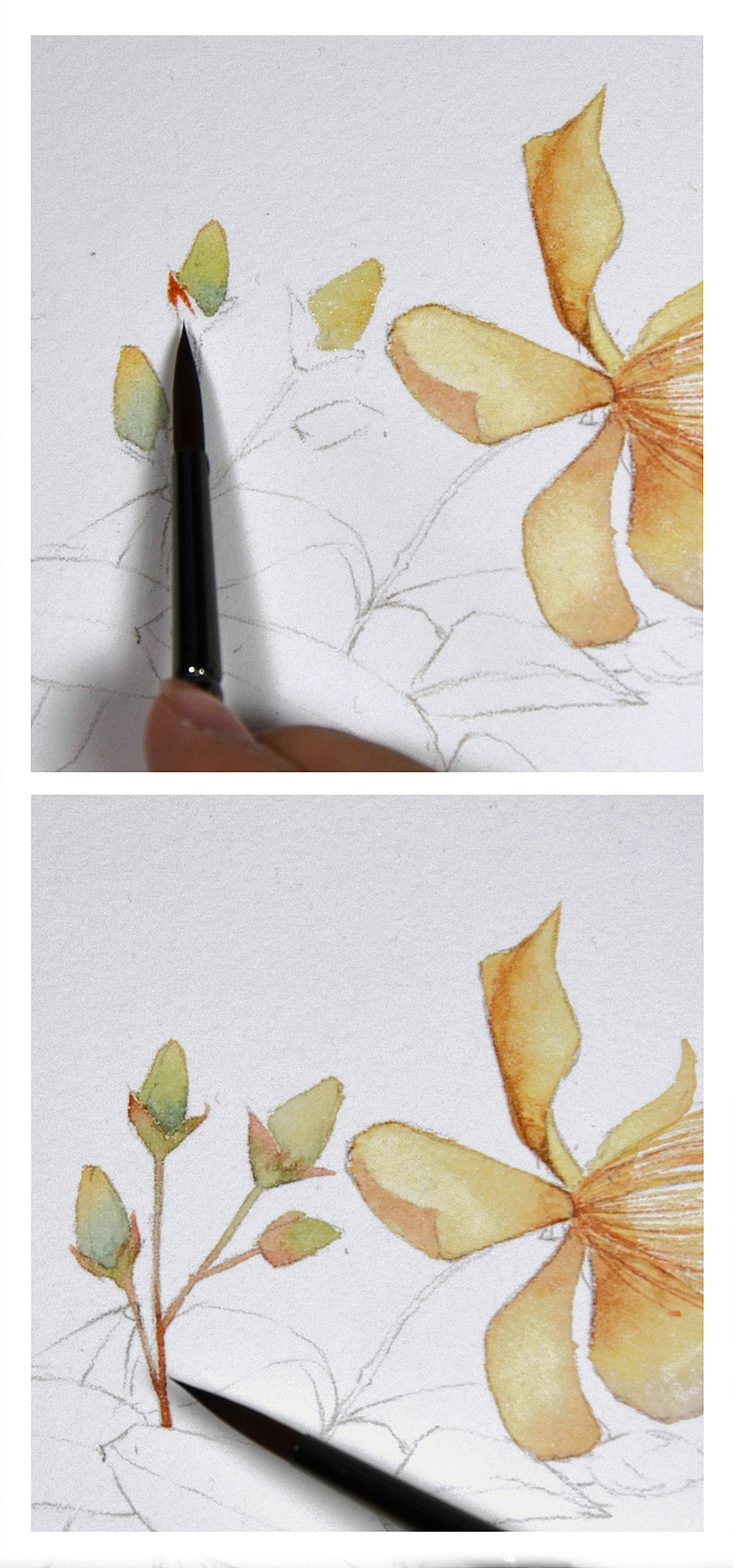 金丝桃 步骤图|插画|艺术插画|木壳人_原创作品-站酷zcool