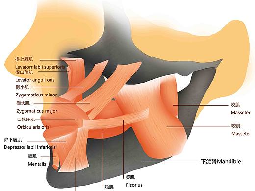 左下巴肌肉解剖图