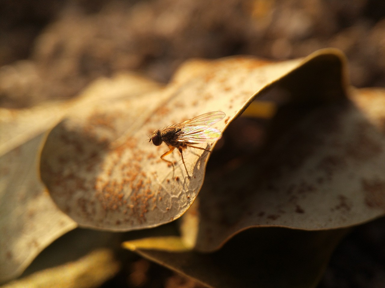 手機(jī)攝影—微距（圖ZMTUxOTEyNDM2） - 人文/紀(jì)實(shí)攝影 - 站酷設(shè)計(jì)師走過(guò)綠意原創(chuàng)素材 - 站酷ZCOOL