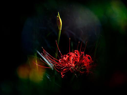 【彼岸花Red Spider Lily】