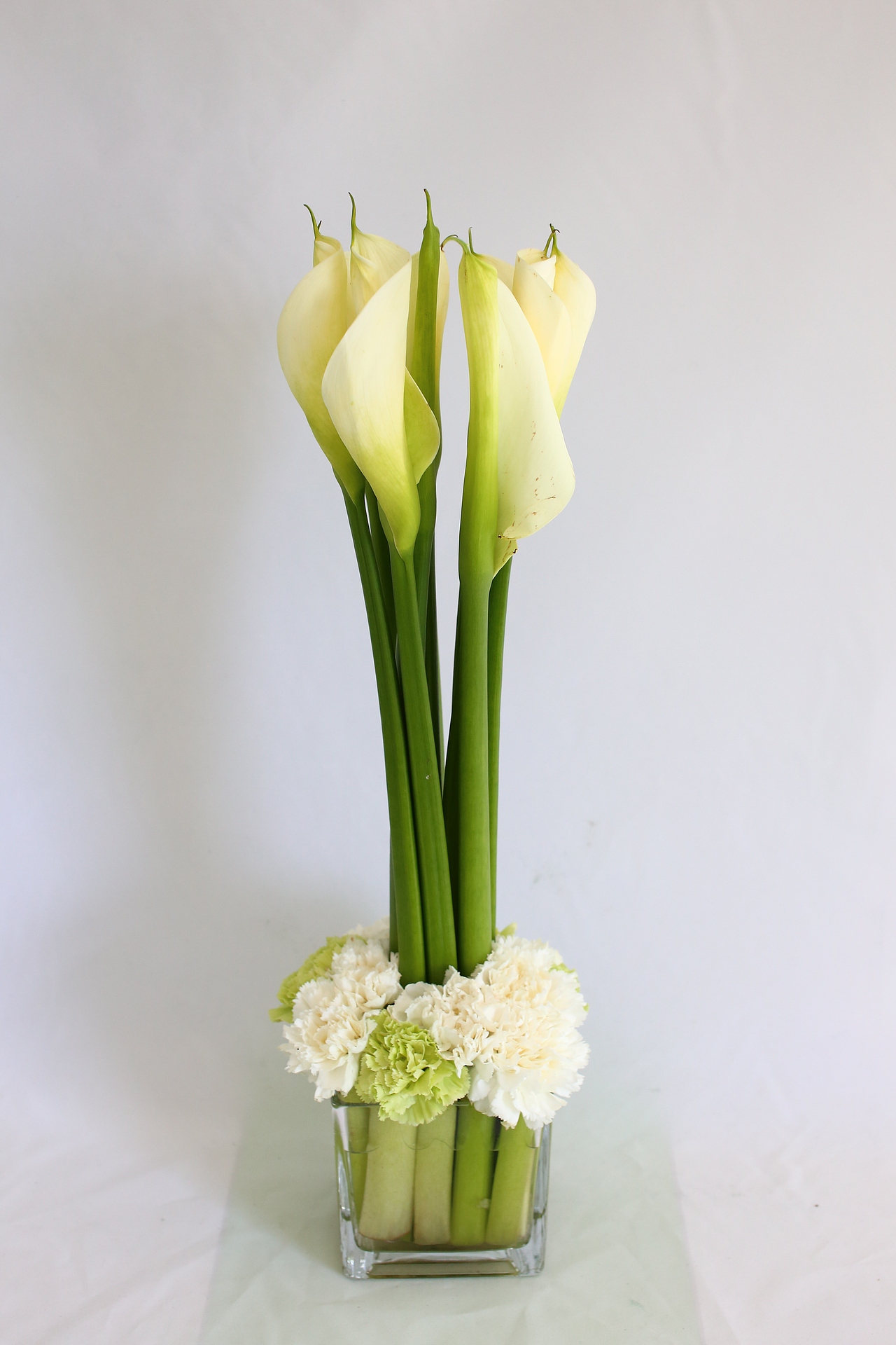 白色马蹄莲  白康  绿康  小瓶插  白色背景图