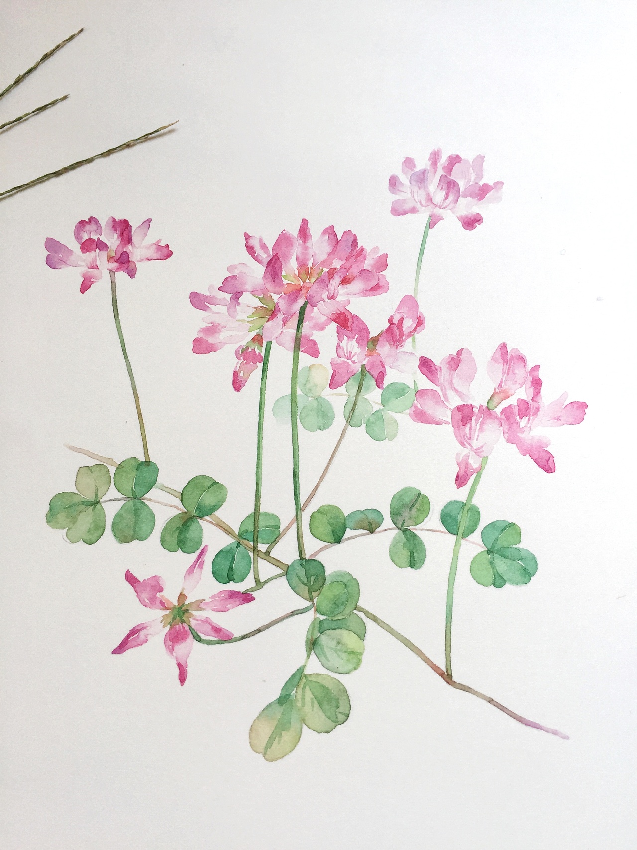 手绘鲜花花卉笔刷素材 - 爱图网设计图片素材下载