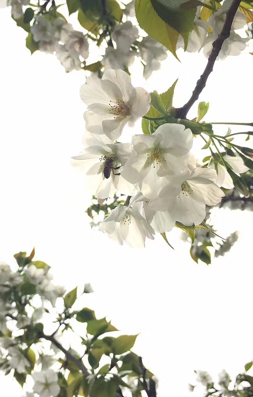 一簇梨花千百媚……