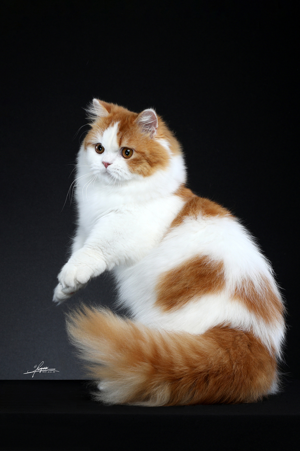 长毛猫|摄影|宠物摄影|amyworks赛猫摄影 - 原创作品 - 站酷 (zcool)