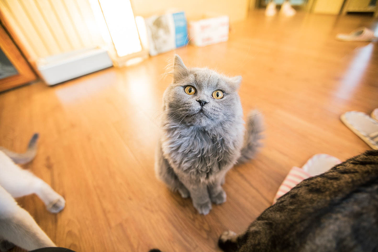 猫咖（图ZNjkyODQ1Njg=） - 宠物摄影 - 站酷设计师xubin1123原创素材 - 站酷ZCOOL