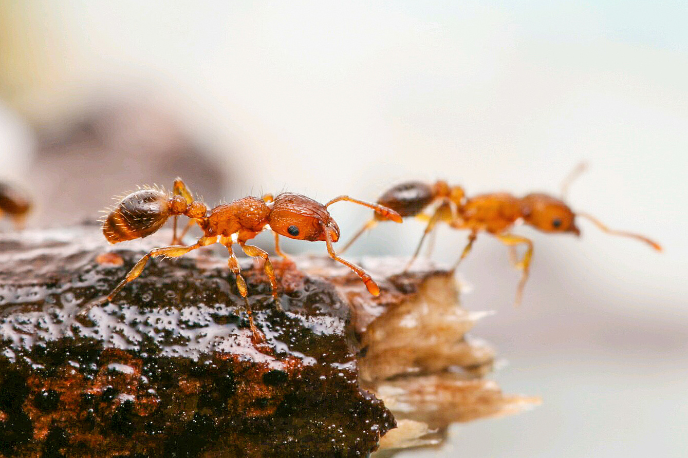 两种蚂蚁 蜘蛛(微距 )