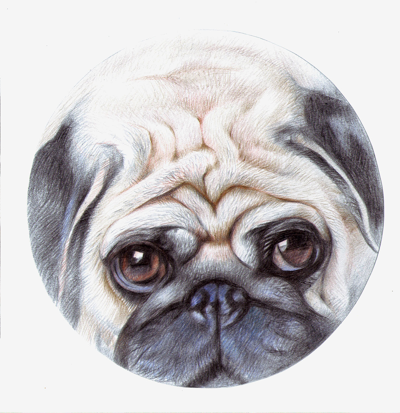 彩铅作品,圆形白卡纸,直径13.5cm