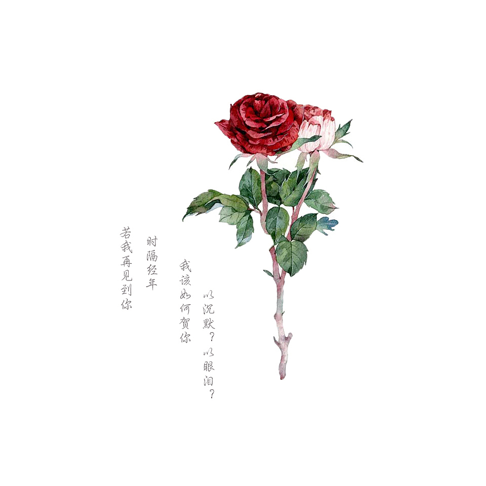 水彩手绘插画花卉原创