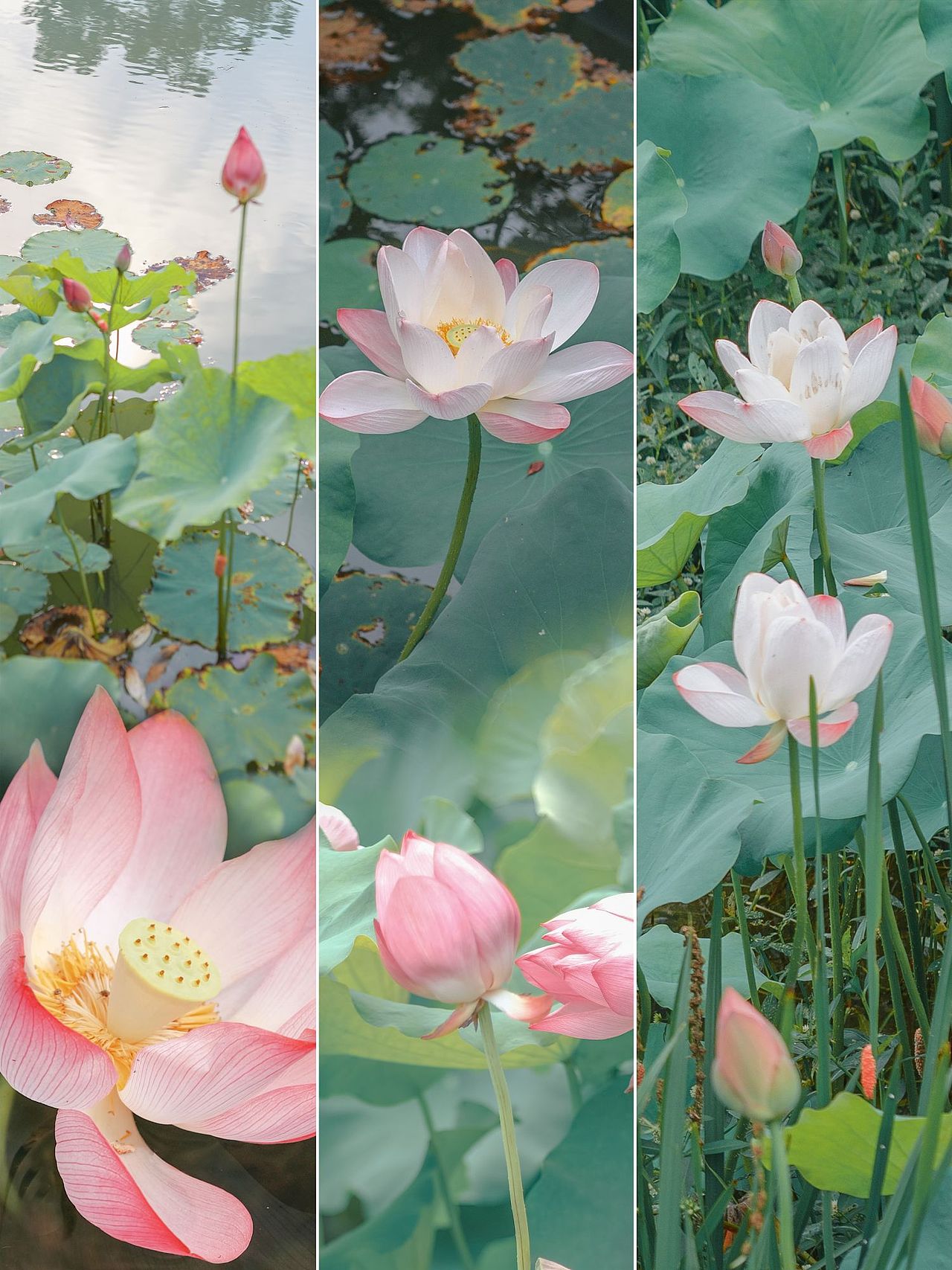 荷（图ZMzQzMTA5NTY0） - 风光摄影 - 站酷设计师半城印象小九原创素材 - 站酷ZCOOL