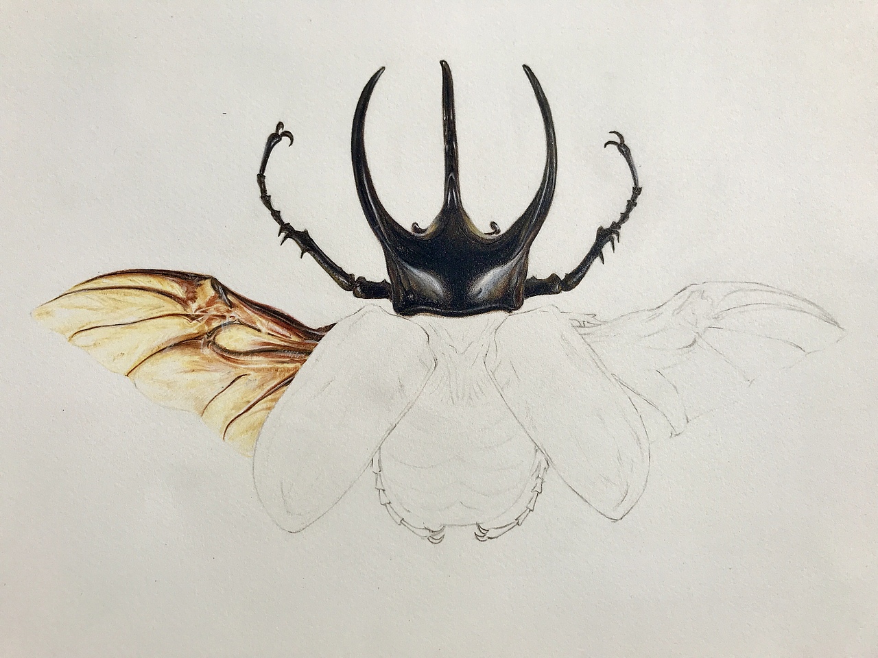 彩铅练习·南洋大兜虫（图ZMjAwMzI5NTY4） - 绘画 - 站酷设计师一兮手绘原创素材 - 站酷ZCOOL