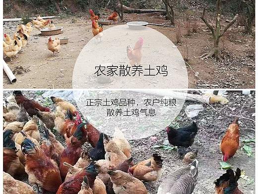 土雞詳情（個(gè)人主頁(yè)-ZNTE0MjcwMzI=） - 電商 - 站酷設(shè)計(jì)師蜜柚子001原創(chuàng)素材 - 站酷ZCOOL