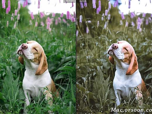 萌宠摄影后期调色Lightroom预设