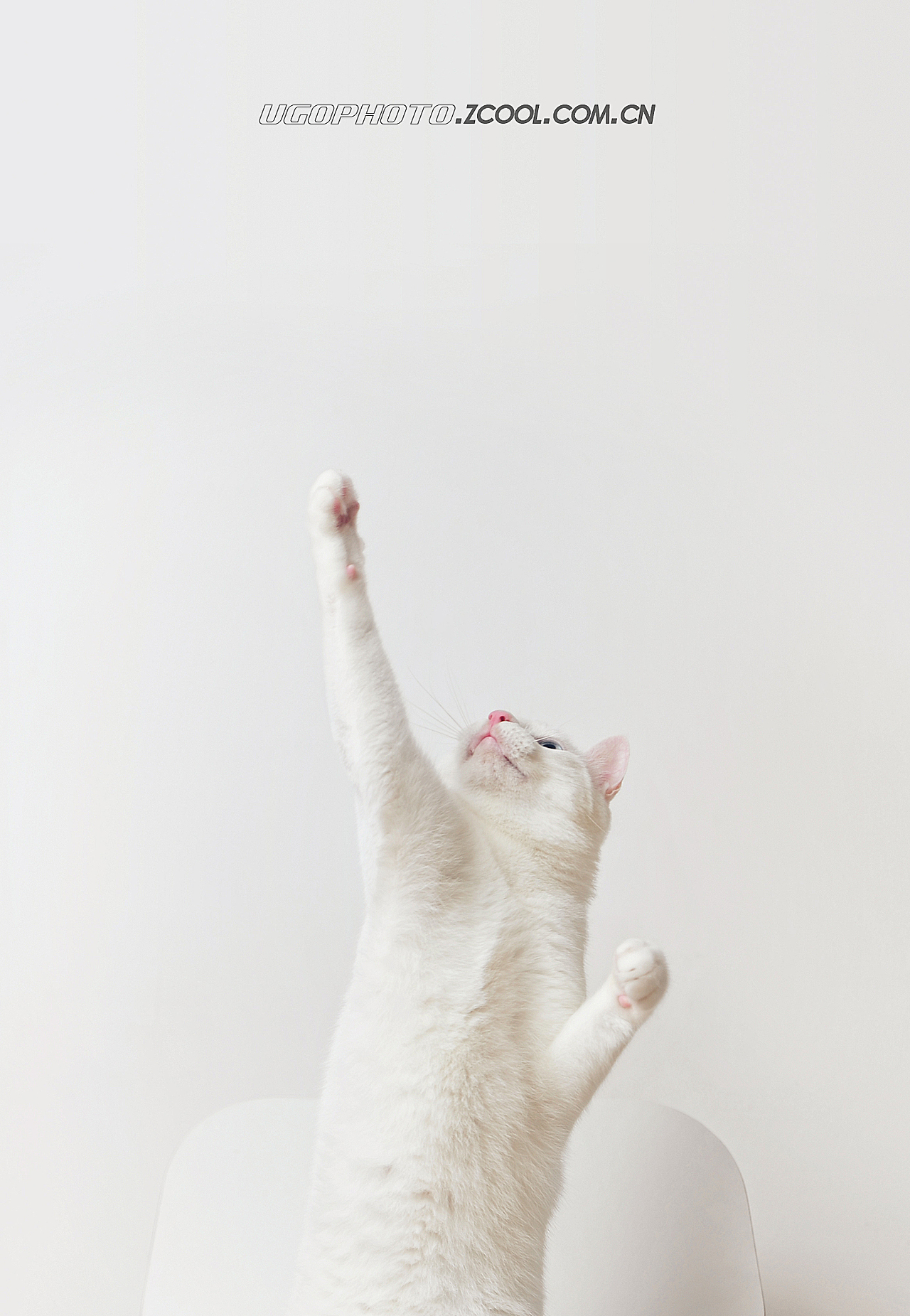 real smile笑的渐进式【动物摄影师何某某个人作品25】