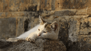 从小和猫极为有缘 可爱的小萌物你好。