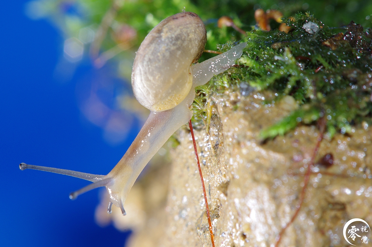 动物世界（图ZNDA1MDgyMjQ=） - 宠物摄影 - 站酷设计师零视觉创意原创素材 - 站酷ZCOOL