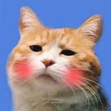 橘猫日记的头像