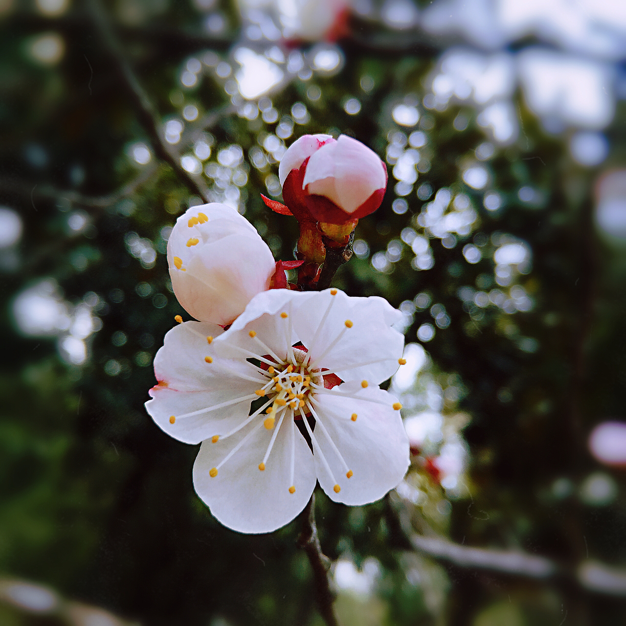 摄影-花草（图ZMTUwMDQwMTgw） - 风光摄影 - 站酷设计师雪筱静原创素材 - 站酷ZCOOL