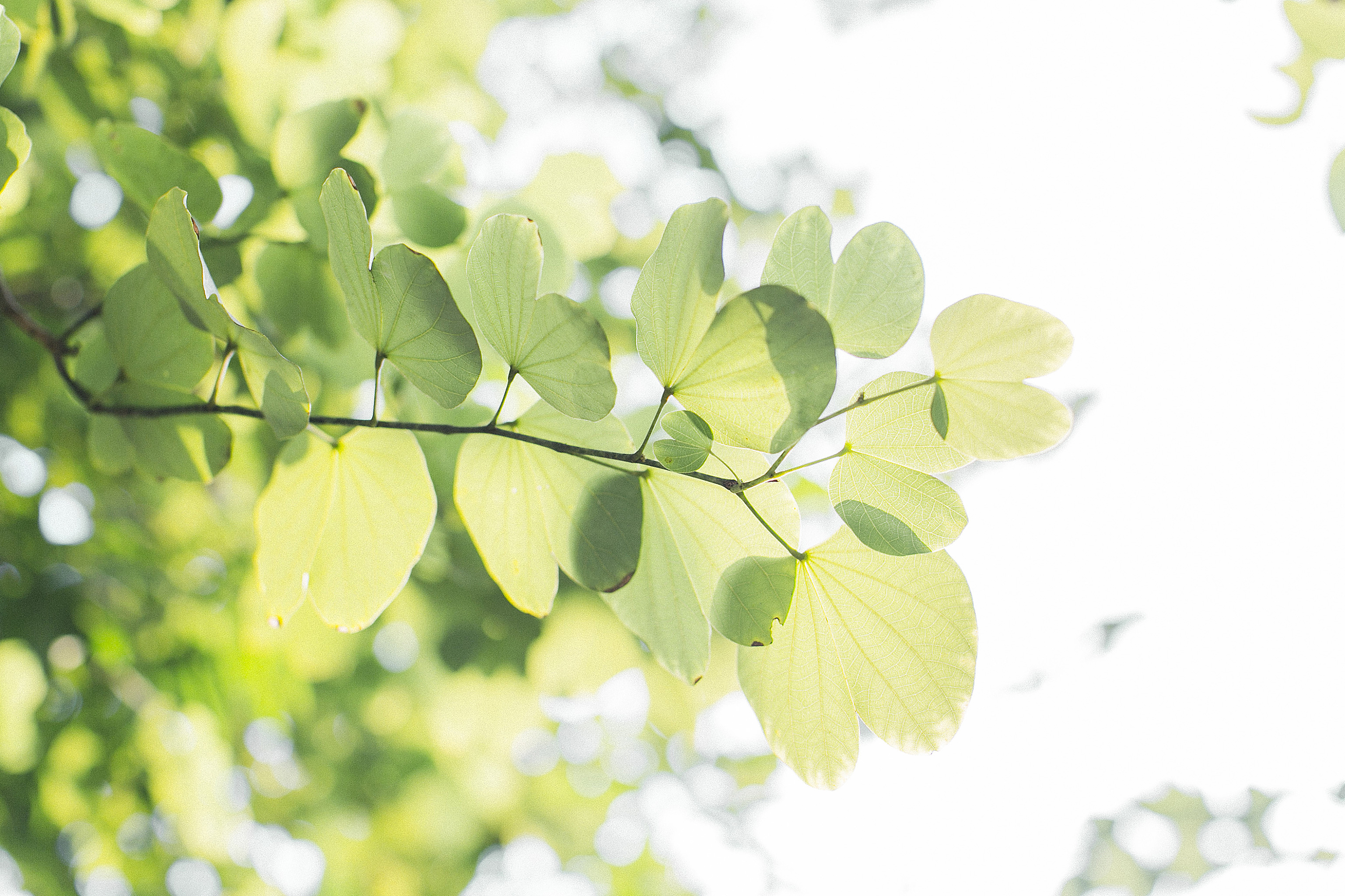 生活中的碎碎念【十一月里的阳光】|摄影|产品摄影|楦梓 - 原创作品