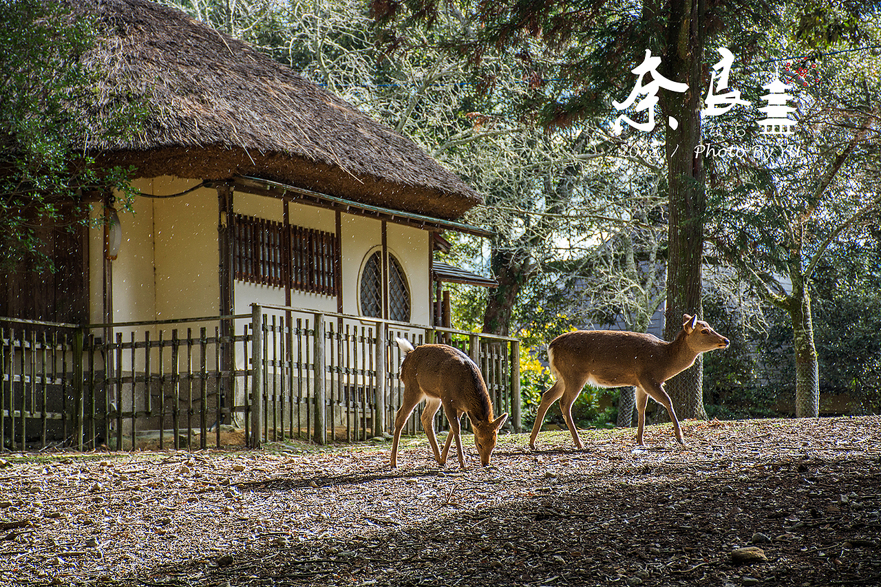 东瀛拾遗录（图ZMTE1OTc5ODYw） - 风光摄影 - 站酷设计师yu_qianqian原创素材 - 站酷ZCOOL