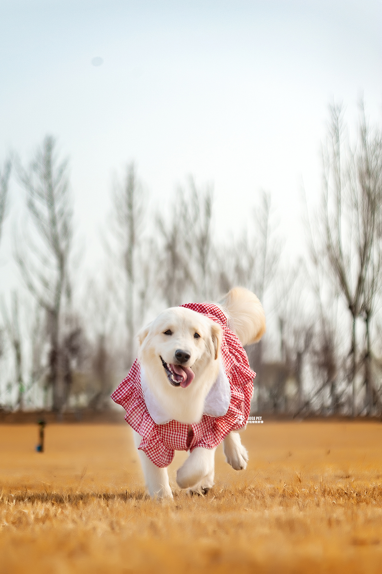 宠物摄影|每个毛孩子都这么可爱呀