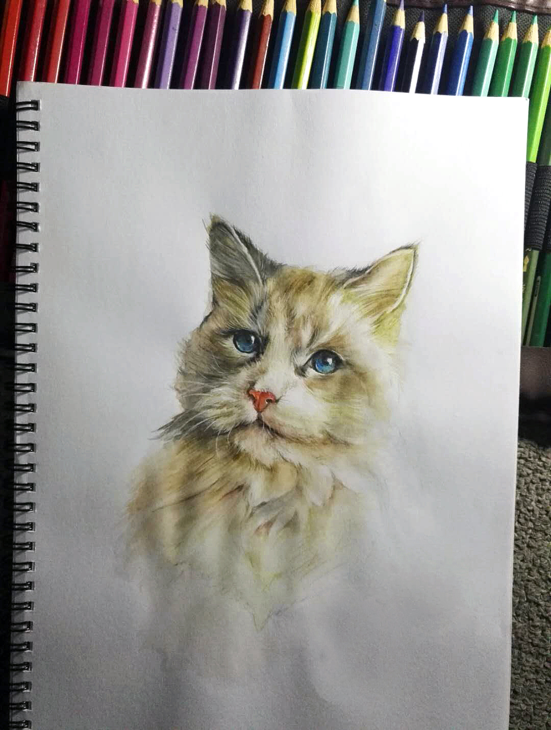 彩铅习作-老猫