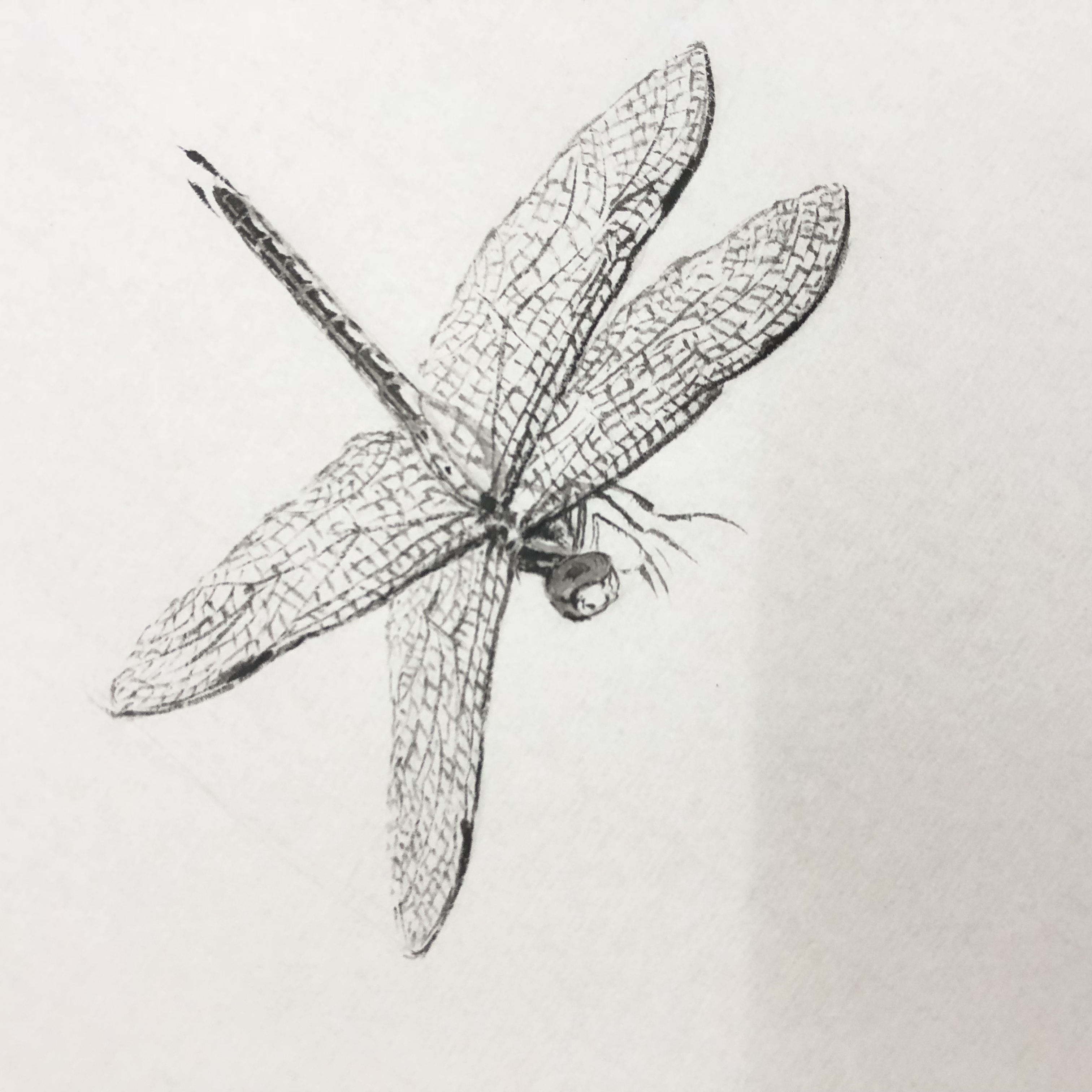 蜻蜓画法真实图片