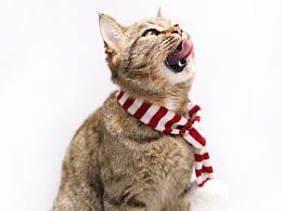 【宠物摄影】猫中之狗
