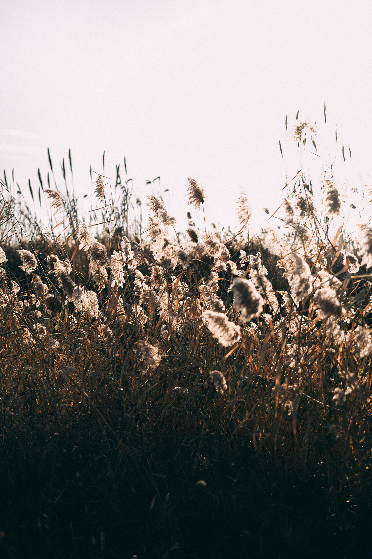 邂逅郊外的野草地（图ZMjgyMzM5MzIw） - 风光摄影 - 站酷设计师糖糖的早茶原创素材 - 站酷ZCOOL