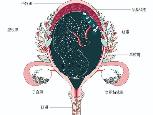 子宫内胎儿