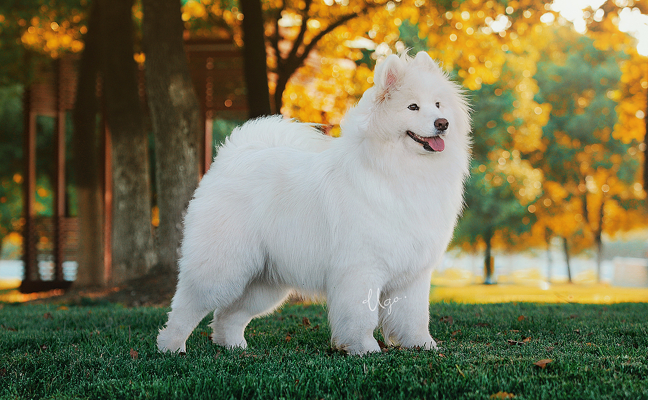 gazing凝视【动物摄影师何某某个人作品28】
